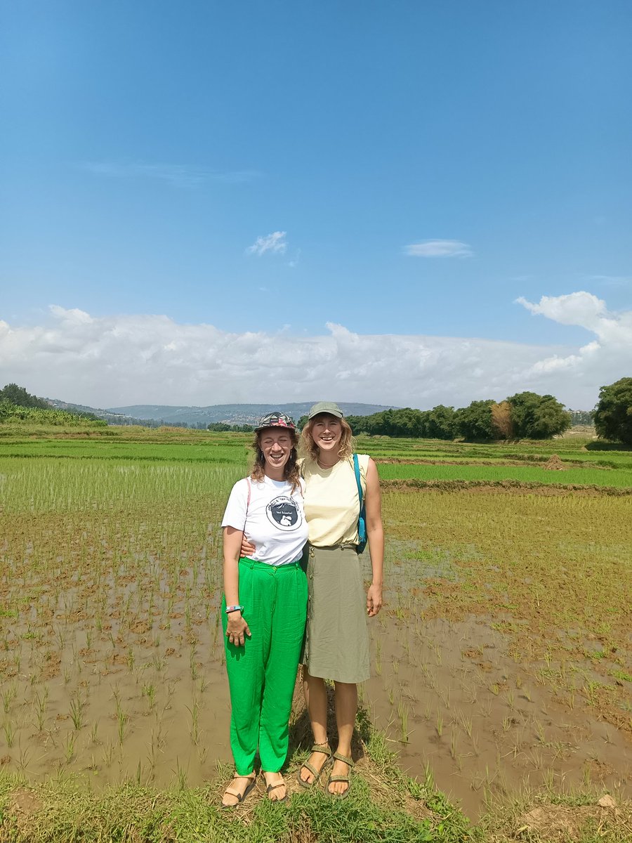 TourismloversRw's tweet image. Today we had an amazing #ricefarm walk in the outskirts of Kigali city.
It was so fun to walk on the narrow pathways within the farm.
If you are #visitingrwanda , book us to give you such countryside walking/hiking experiences.
DM/Whatsapp +250782894012