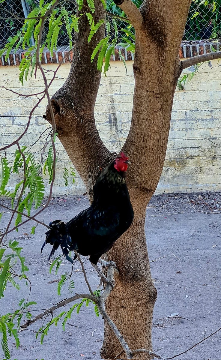 GeorgePitner's tweet photo. They left 1 tree in the lot, outside my bedroom window, and he had to find it. 4am's a little early for me, but he's like clockwork. https://t.co/6tHifFJa1a