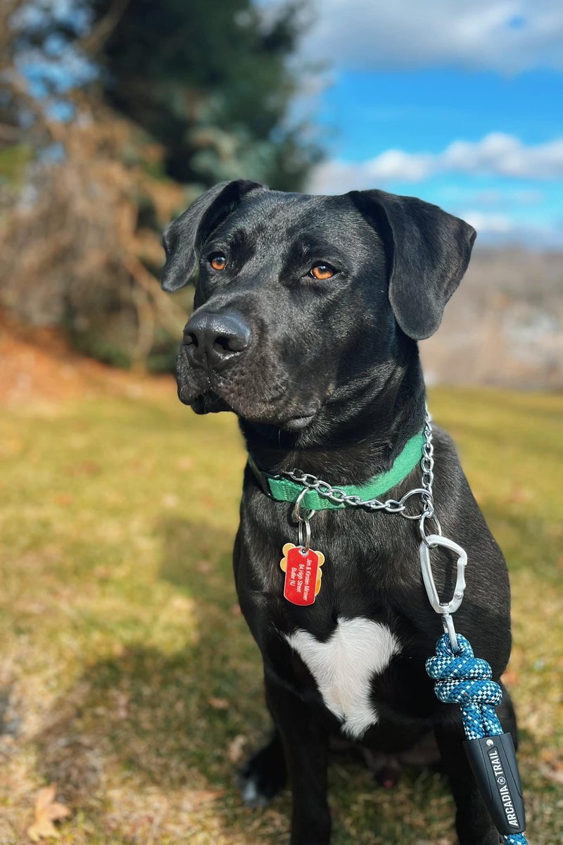 Our Dog walker snapped this awesome picture of our Big Boy!!!