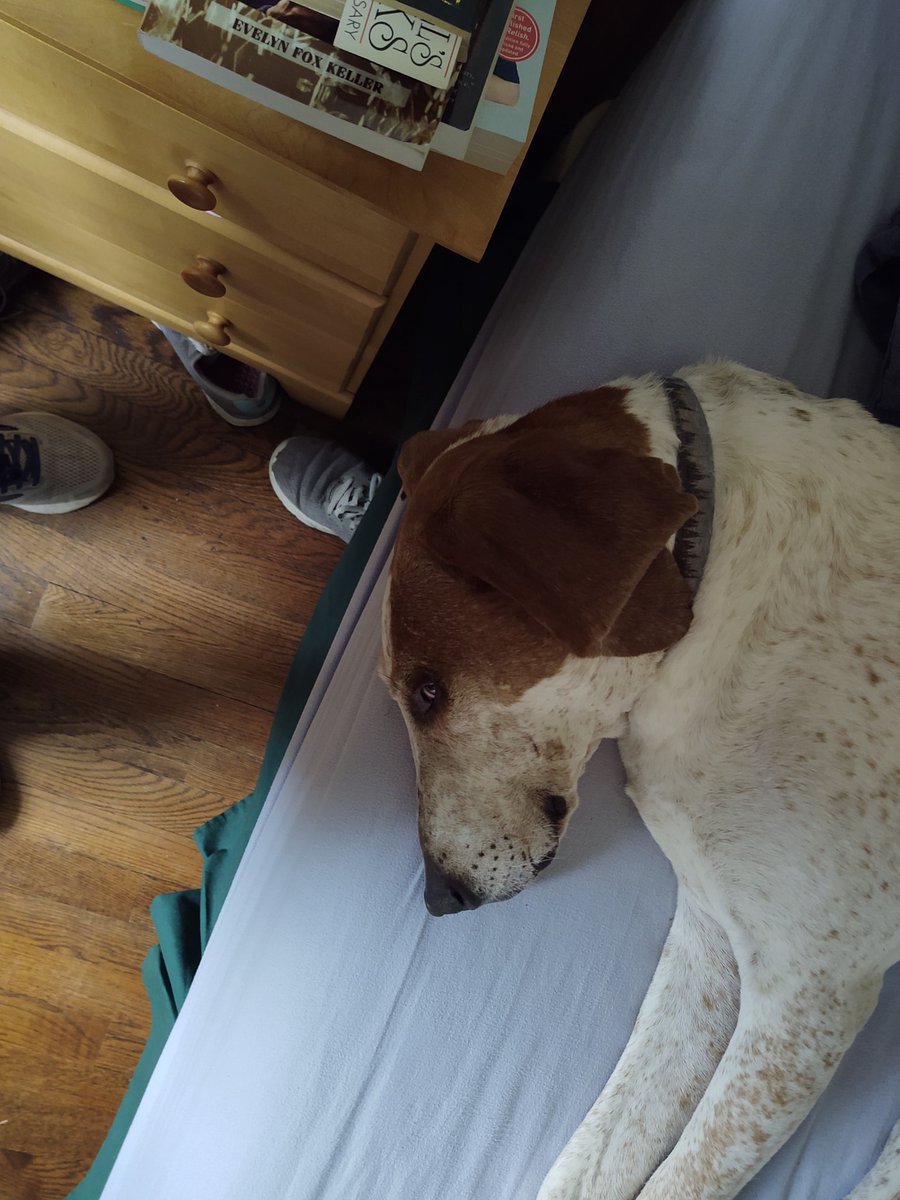 MorningDogs's tweet photo. He likes the bed, too https://t.co/y8AxE5MeFs