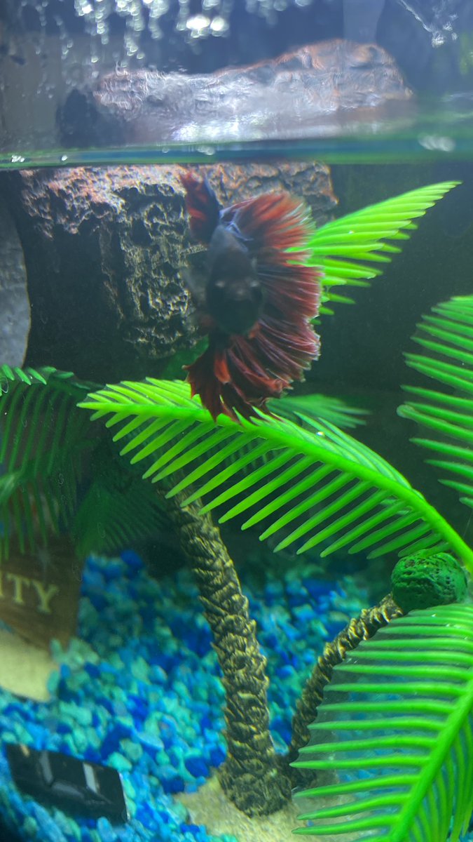 Report: My beta fish named “Bones” is also gauging interest in the trade market. 

Neighbors two doors down reported to have interest, but may not have the cap space.