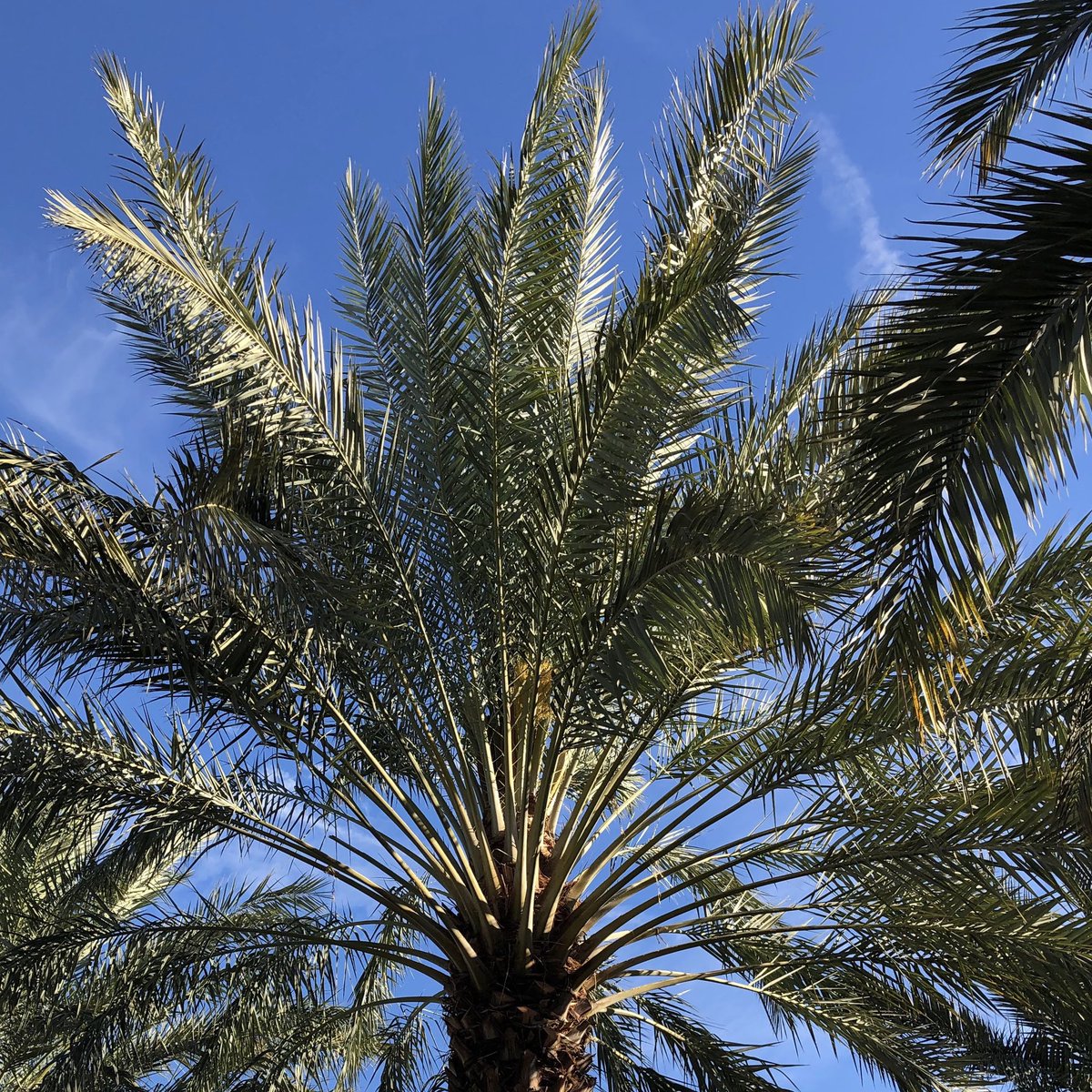 January post on date palms:

Depending on the weather, around mid- to late January, the flowers from date palms (Phoenix dactylifera) will start to bloom in the Coachella Valley in California. 

Thread below. (1/9)

#datepalm #phoenixdactylifera #arecales