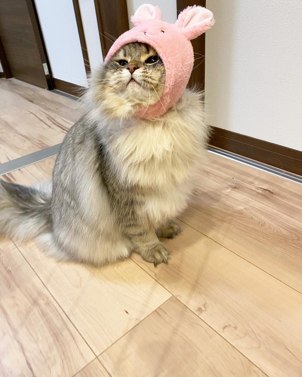 denden_1202's tweet photo. 不機嫌すぎるうさぎが愛おしい😂💕

#猫
#ねこ
#うさぎ
#おもしろ画像
#着ぐるみ
#猫のいる暮らし https://t.co/MSyFPIR5Mc