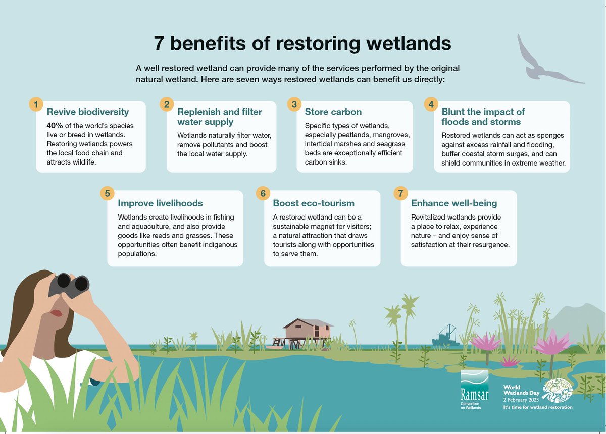 Thursday is #WorldWetlandsDay. Nearly 90% of the world’s wetlands have been degraded or lost. 
It's urgency to raise global awareness on wetlands to reverse their rapid loss and encourage actions to restore and conserve these vital ecosystems.
#ForWetlands #WeNeedWetlands
