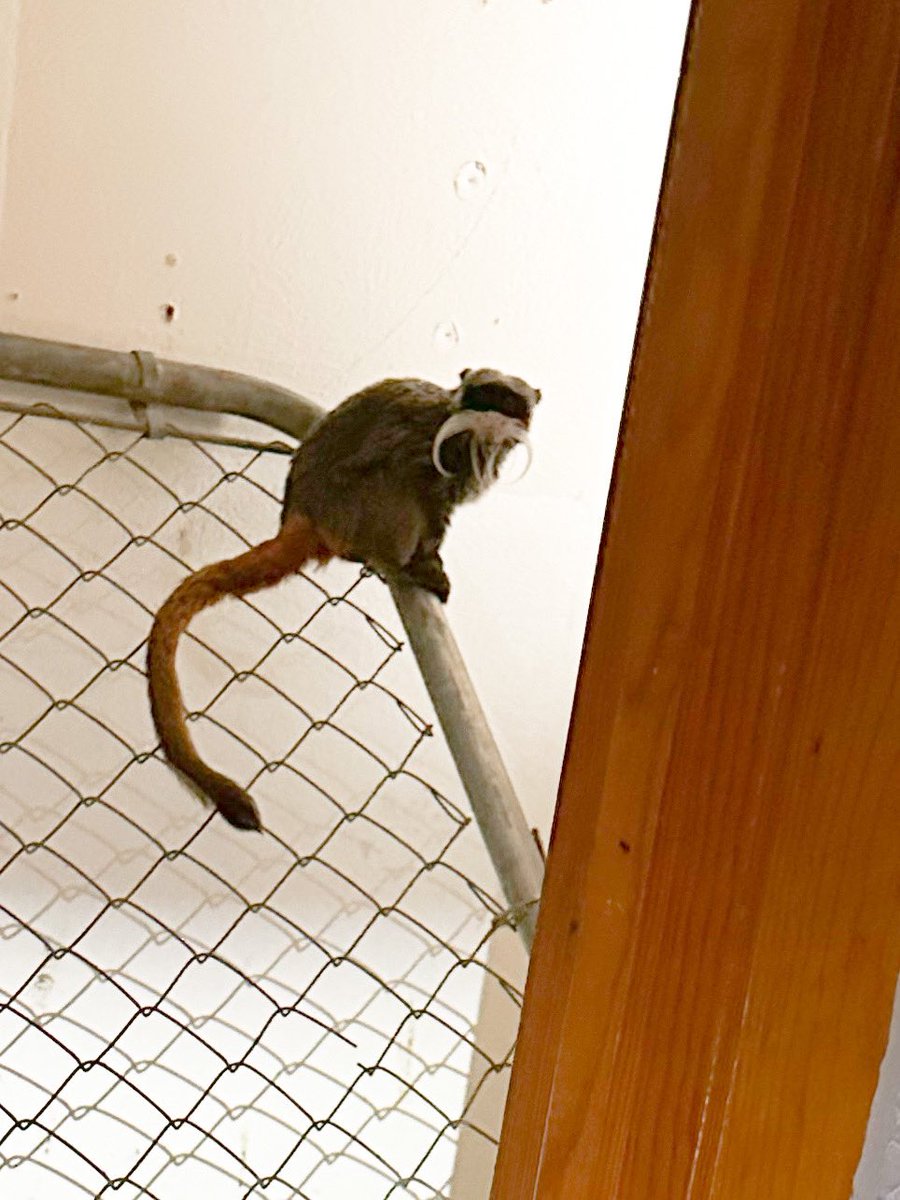 Dallas Police, with the help of the Lancaster Police Department, located the two missing tamarin monkeys from the Dallas Zoo at an abandoned home in Lancaster.
Pictured is one of the animals still inside the closet of the house. 
The monkeys have been returned to the zoo.