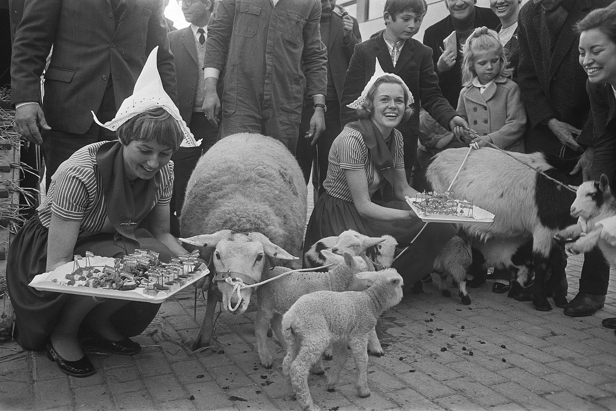 historicwomens's tweet photo. Hostesses of the hotel Schiphol-Frommerhotel receive the residents of the village Katwoude in the Netherlands, and the animals, March 26, 1971 https://t.co/Ttkgtnn05C