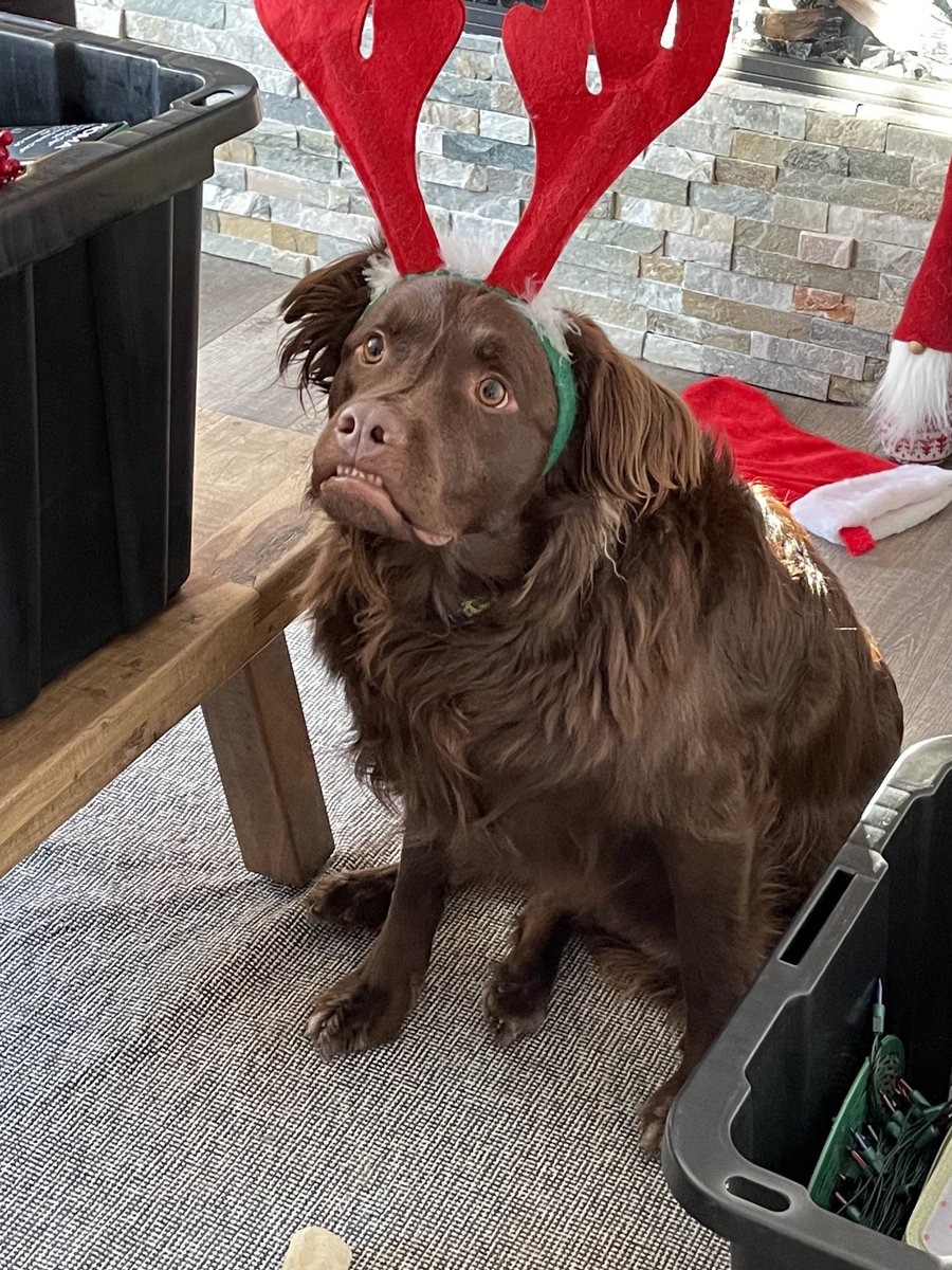 laurenfrotch's tweet image. Cooper during Christmas celebrations showed off his derp in full force #derpydog