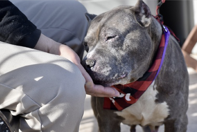🐾10-y/o Bailey surrendered after 6 yrs b/c owner took no pet place. Listed for medical - hematuria. Best behavior rating. Good on/ off leash, stranger, cat, dog &amp; kid friendly &amp; okayed for kids 5+. Available to foster or adopt. Need offer by *2/02* 
newhope.shelterbuddy.com/Animal/Profile…