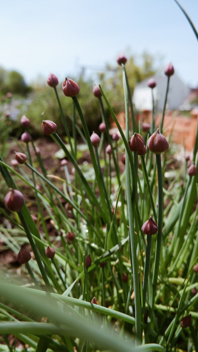 LakeOswegoInfo's tweet photo. 🪴Calling all gardeners! Register for #Gardening with #Herbs Sat. Feb. 4 from 10:30am-12pm. Explore the world of herbs & choose the right variety for your garden or windowsill. Learn best practices for planting, harvesting & storing. https://t.co/QiRwT4UvrQ
#LakeOswego #LOparks https://t.co/zgem57SwoE