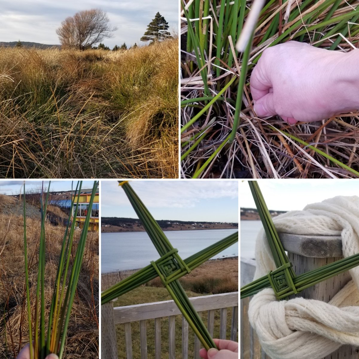 Today is the eve of #StBrigids or #Imbolc. I picked reeds to weave the traditional St. Brigid's cross right from my backyard.

The whole ritual really connected me to the land, the seasons & my ancestors. Powerful... 

#irishloop #Ireland #exploreNL #newfoundland