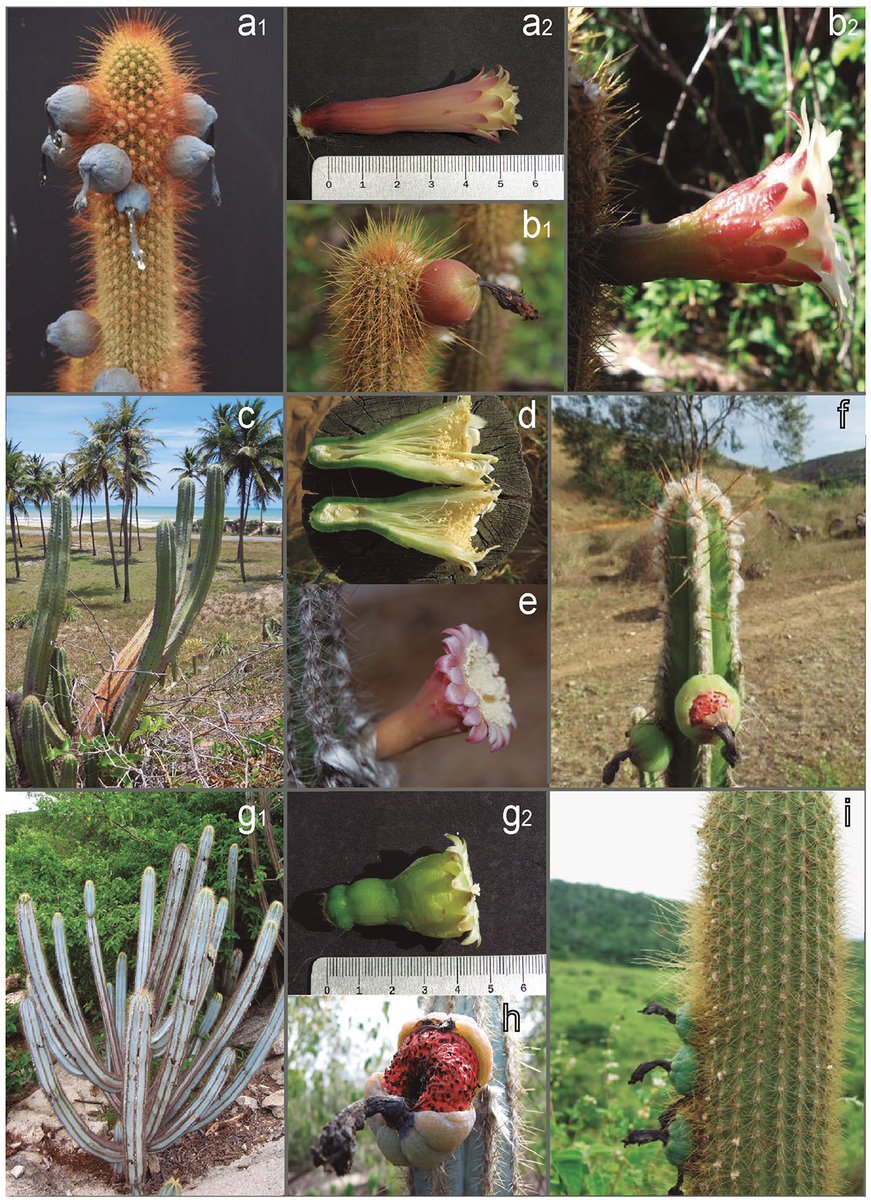 Botanical Society of America (@botanical_) on Twitter photo *#AJB Accepted Article*
Revisiting phylogeny, systematics & biogeography of a Pleistocene radiation (by Monique Romeiro-Brito, Gulzar Khan, Manolo Perez, Daniela Zappi, Nigel Taylor et al) bsapubs.onlinelibrary.wiley.com/doi/10.1002/aj… #botany #evolution <a href="/wileyplantsci/">Wiley Plant Science</a> <a href="/WileyEcolEvol/">Wiley Ecology & Evolution</a> *#AJB Accepted Article*
Revisiting phylogeny, systematics & biogeography of a Pleistocene radiation (by Monique Romeiro-Brito, Gulzar Khan, Manolo Perez, Daniela Zappi, Nigel Taylor et al) bsapubs.onlinelibrary.wiley.com/doi/10.1002/aj… #botany #evolution <a href="/wileyplantsci/">Wiley Plant Science</a> <a href="/WileyEcolEvol/">Wiley Ecology & Evolution</a>