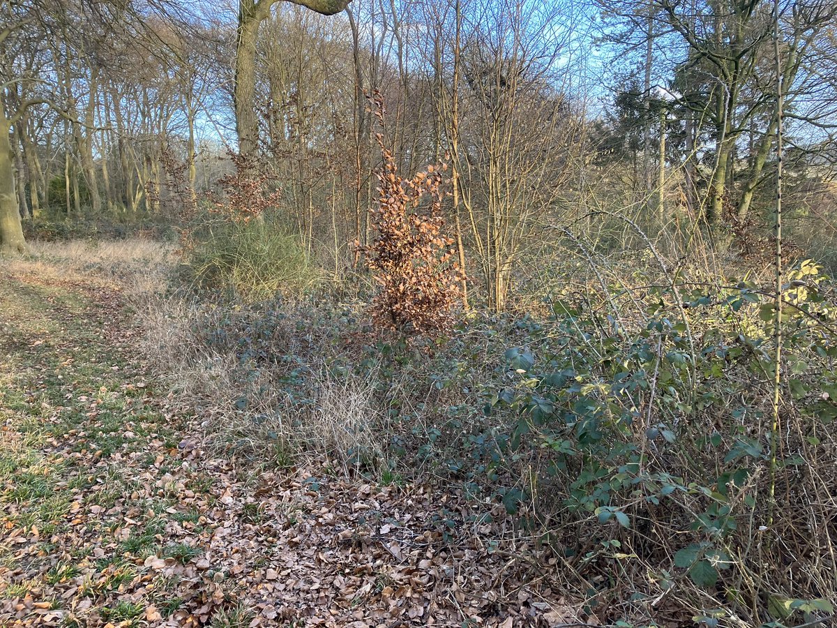 Rob Andrews tweet media