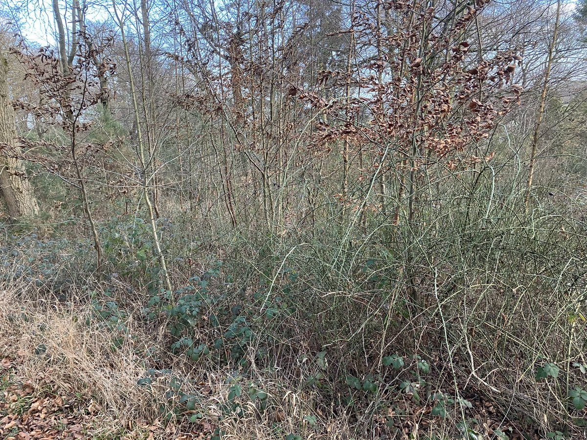 Rob Andrews tweet media