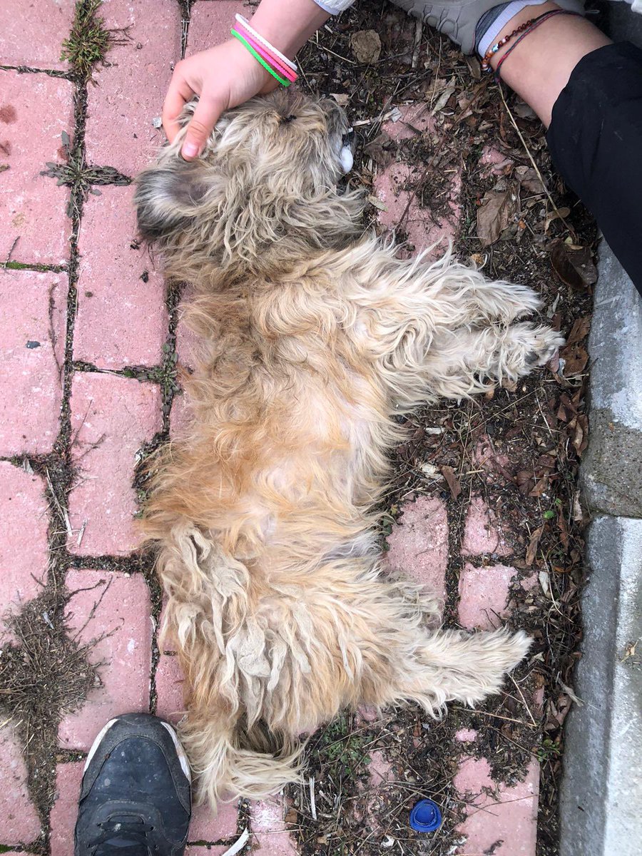 Uşak’ta zehirlemişler. Birileri para kazanacak diye üretildi, birileri satın aldı, sıkılınca sokağa attı, birileri de nefret çağrılarına kapılıp zehirledi. Merhametsizlik dalgası, köpeklerle sınırlı kalmayacak. Kaos için değil insani çözüm için çağrı yapın
#NefretÇağrısıYapmayın