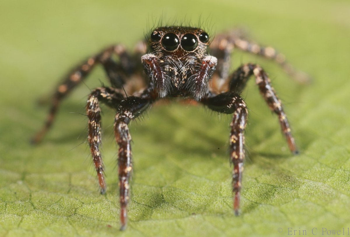 erincpow's tweet photo. By far the most common jumping spider species I encounter, but always a delight. The conspicuous patch of white scales on top of the pedipalps gives them their common name, twin-flagged jumper.

 Anasaitis canosa female, north central Florida https://t.co/mNDop8dVAN