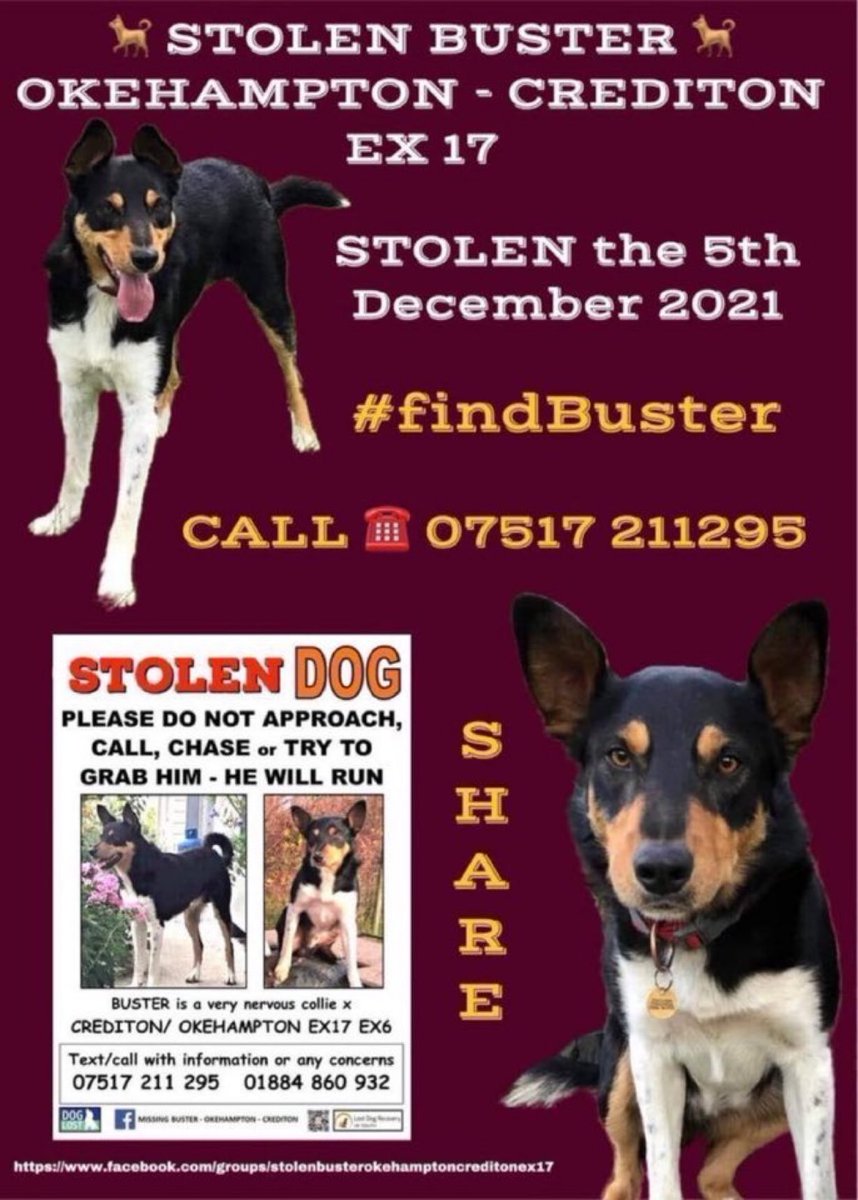 LisaClareRead2's tweet photo. Please RT and help #findBuster No sign of him since 5th December 2021. Have you seen him? Letβs help get him home where he belongs πππΎ #Okehampton #Crediton #EX17 #StolenDog #rehomehour https://t.co/1Eygcc78Yr