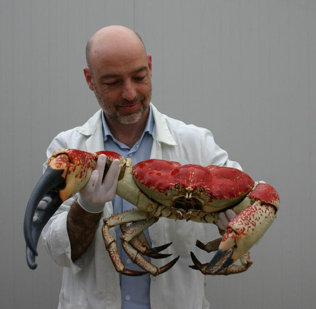 Tasmanian Crab and their attendant