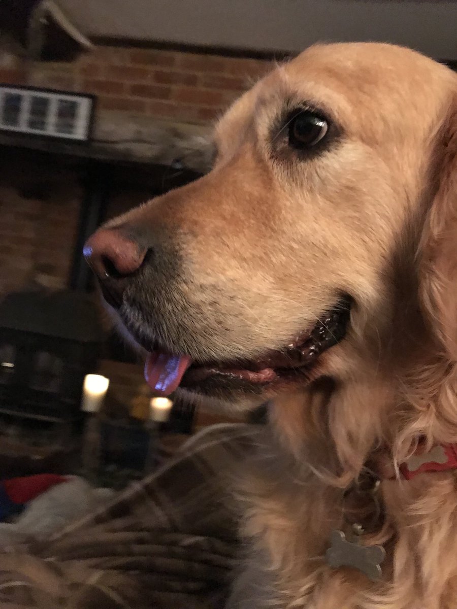 Up close and personal- lots of love to all my #tongueouttuesday friends at #grc #dogsoftwitter - be happy 💕 Bertz
