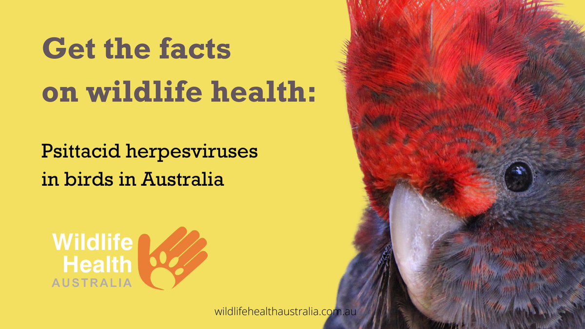 healthywildlife's tweet photo. Psittacid herpesvirus-1 (PsHV-1) is the cause of Pacheco’s disease, a rapidly fatal disease of parrots. PsHV-1 was reported for the first time in a recent study of wild Australian birds, in psittacine (parrot) & non-psittacine species. Learn more: https://t.co/6M34294LqU https://t.co/h4tDImGouV