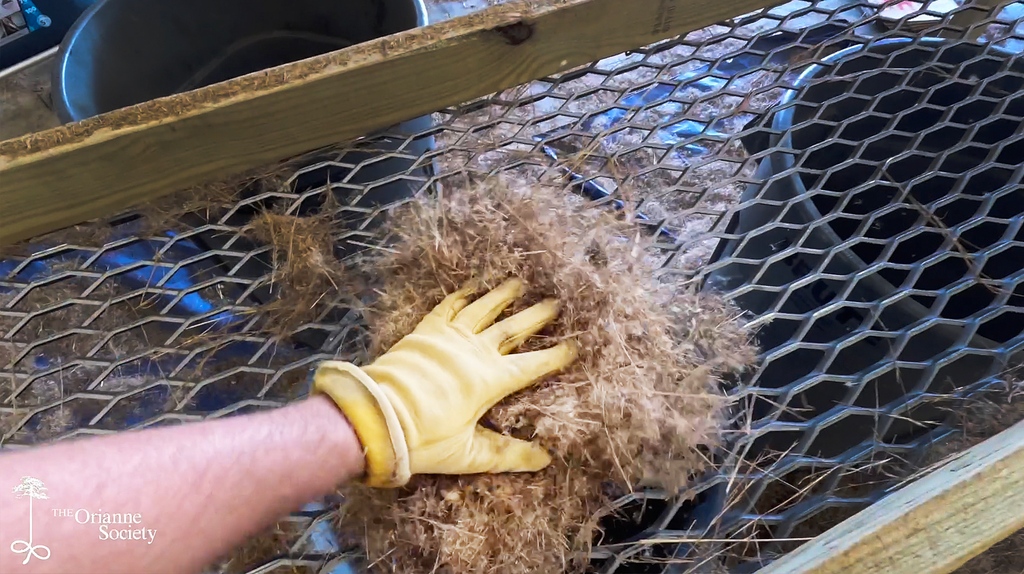 OrianneSociety's tweet photo. Learn about restoring native groundcover on #LightingaMatch. Caleb shows us the #wiregrass seed that has been collected from the donor sites at our Longleaf Stewardship Center, how it is cleaned and how it will be planted in the next few months.
https://t.co/hu6OOgGSSU https://t.co/wXWizo8RsU