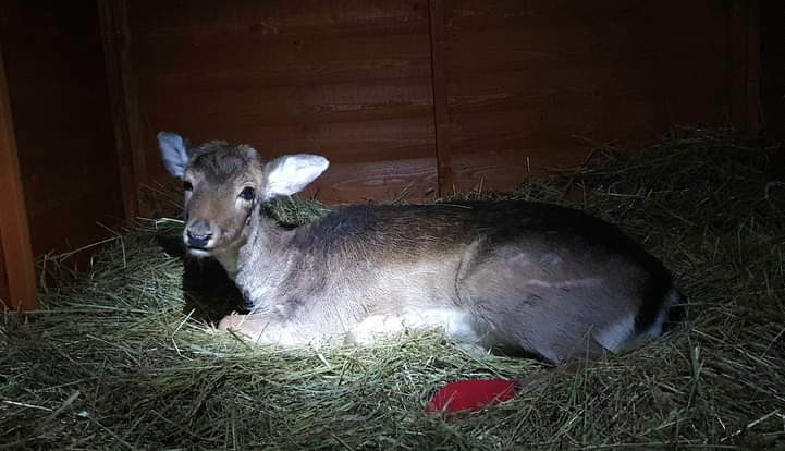 Several #CallOuts already this evening across #Oxon and #WestBerks, including this beautiful female #Fallow #Deer who got caught in stock fencing at #Aldbourne #Wiltshire. She's injured her leg and has been seen by vets. She is now in a deer shed here at OWR🤞