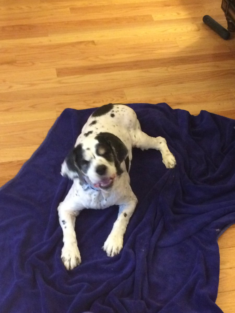 poppetawoppet's tweet photo. @JortsTheCat My dog was named Freckles #guesswhy https://t.co/CPObW17qVK
