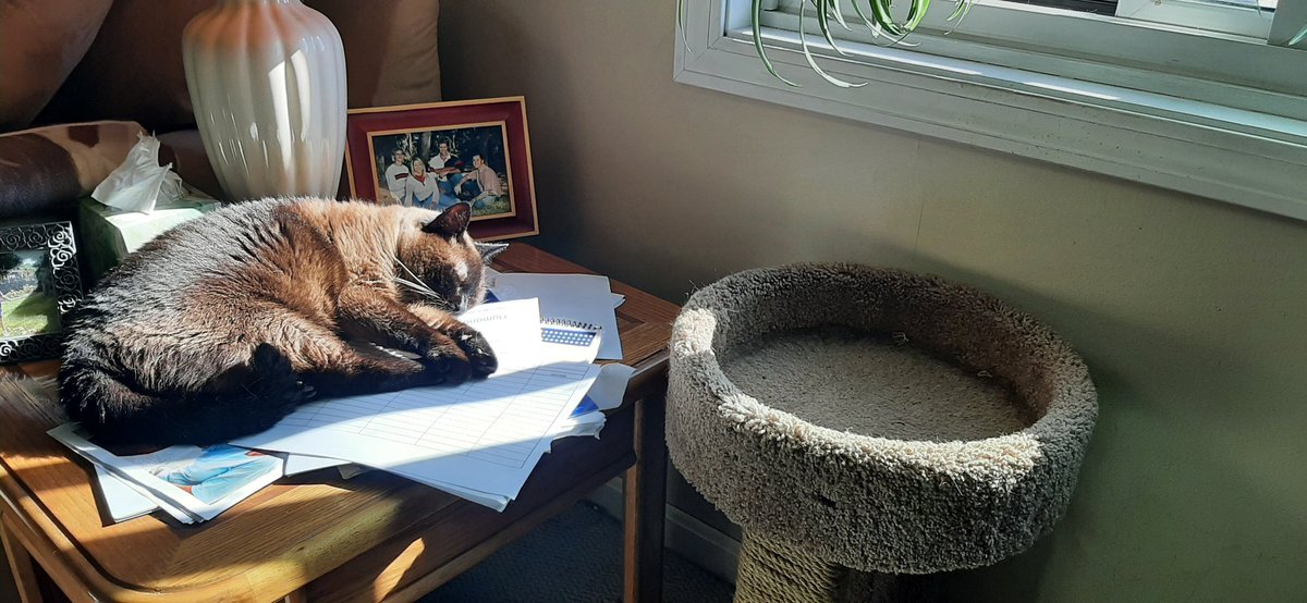 trishae77's tweet photo. @CatFoodBreath meow https://t.co/OGvPQC2tHM