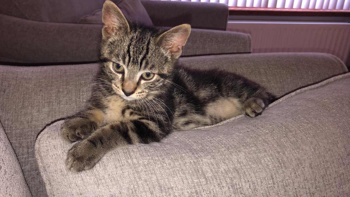 Lyns8843's tweet photo. @PickliciousF Charlie says hi Pickle 🐾🐾❤️ https://t.co/eCvPmNdcRb