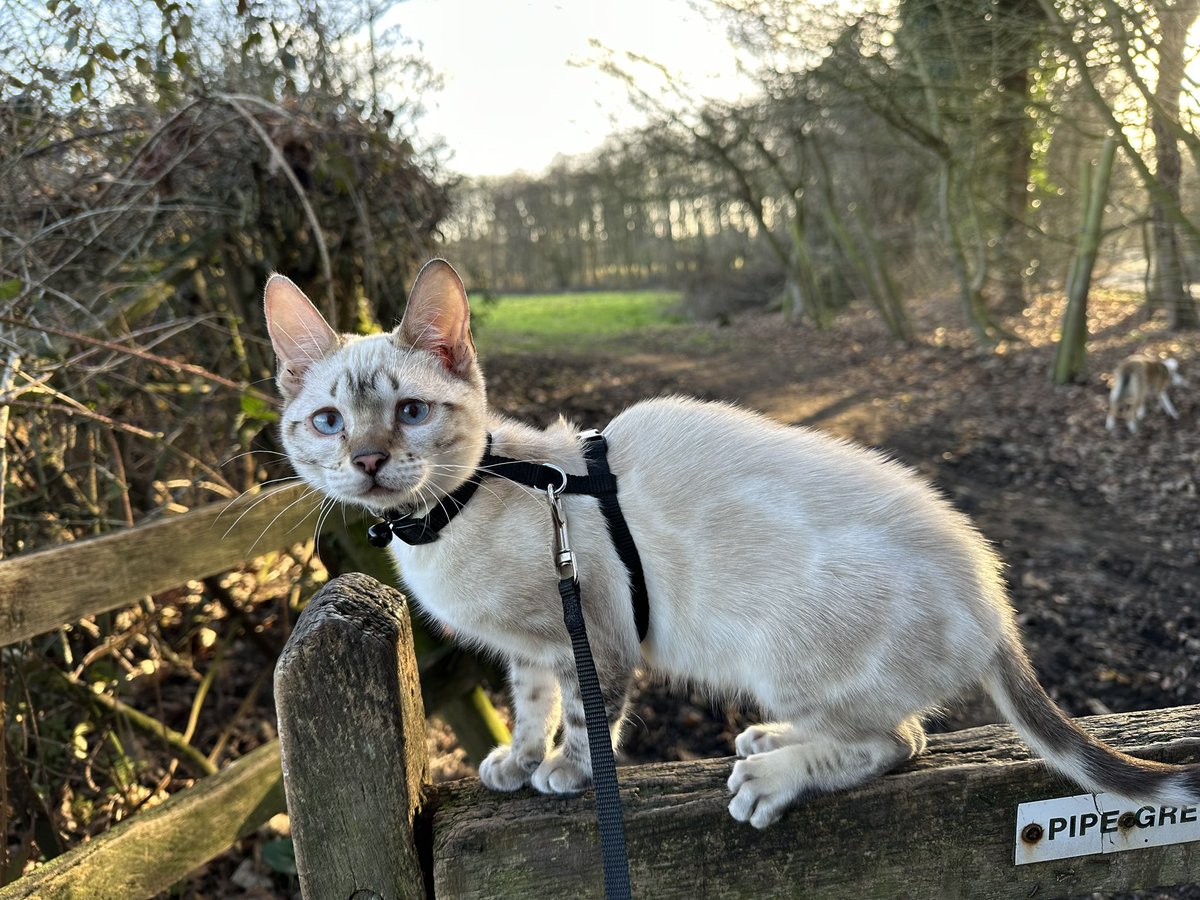 Today’s Adventure Cat photo! #TeaselCat #AdventureCat