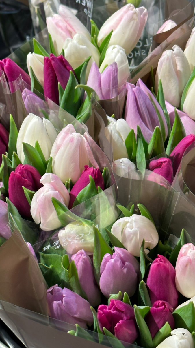 itsmishhhhh's tweet photo. tulips are so pretty https://t.co/csG44g60rT