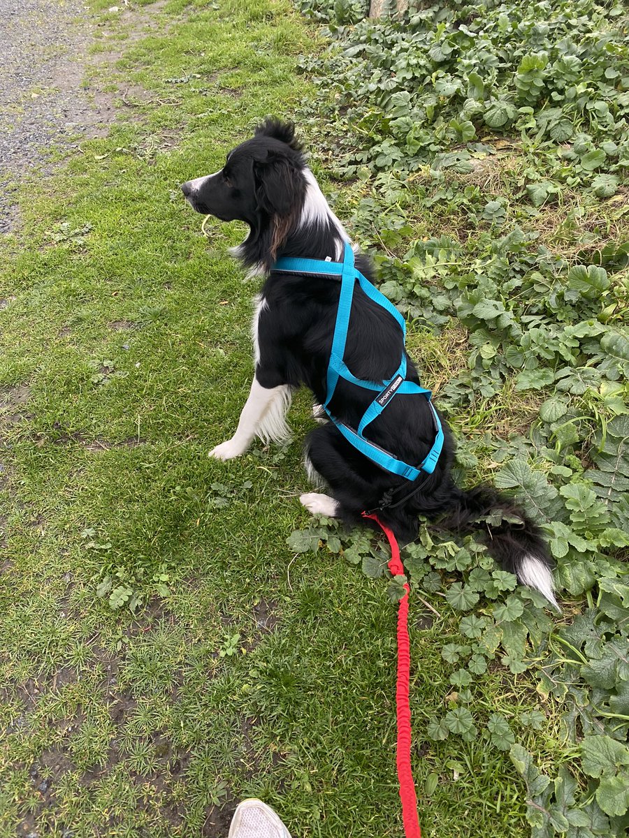 @gw_runningcoach @BDR529_ILLINOIS This is my running partner, ready to go but waiting patiently for me the other day. We are new to running together, I do spend a lot of my time trying not to trip over him when he suddenly stops to sniff something! 🐾😂