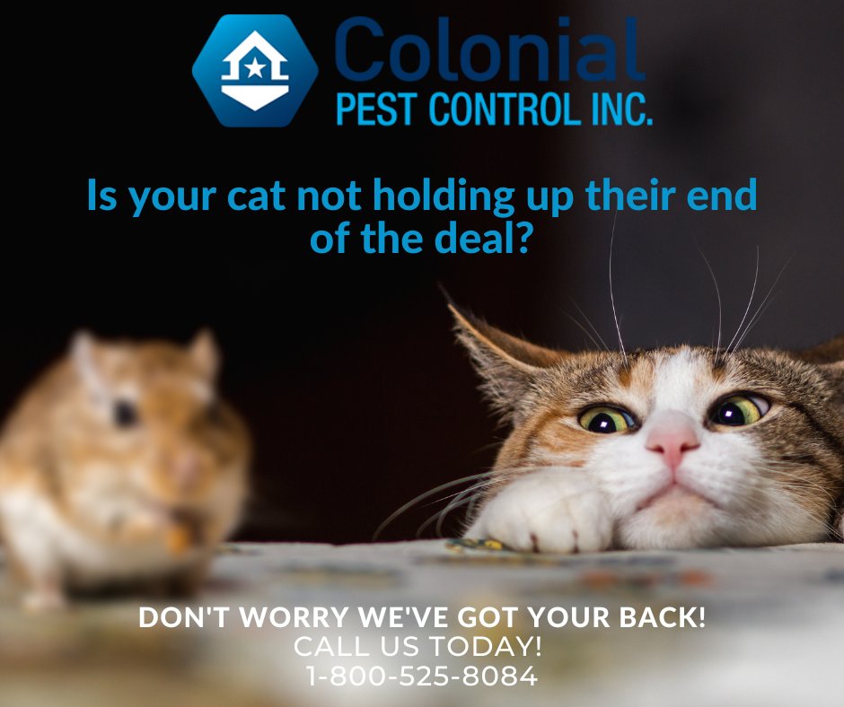 Colonial Pest (@colonialpestinc) on Twitter photo 
