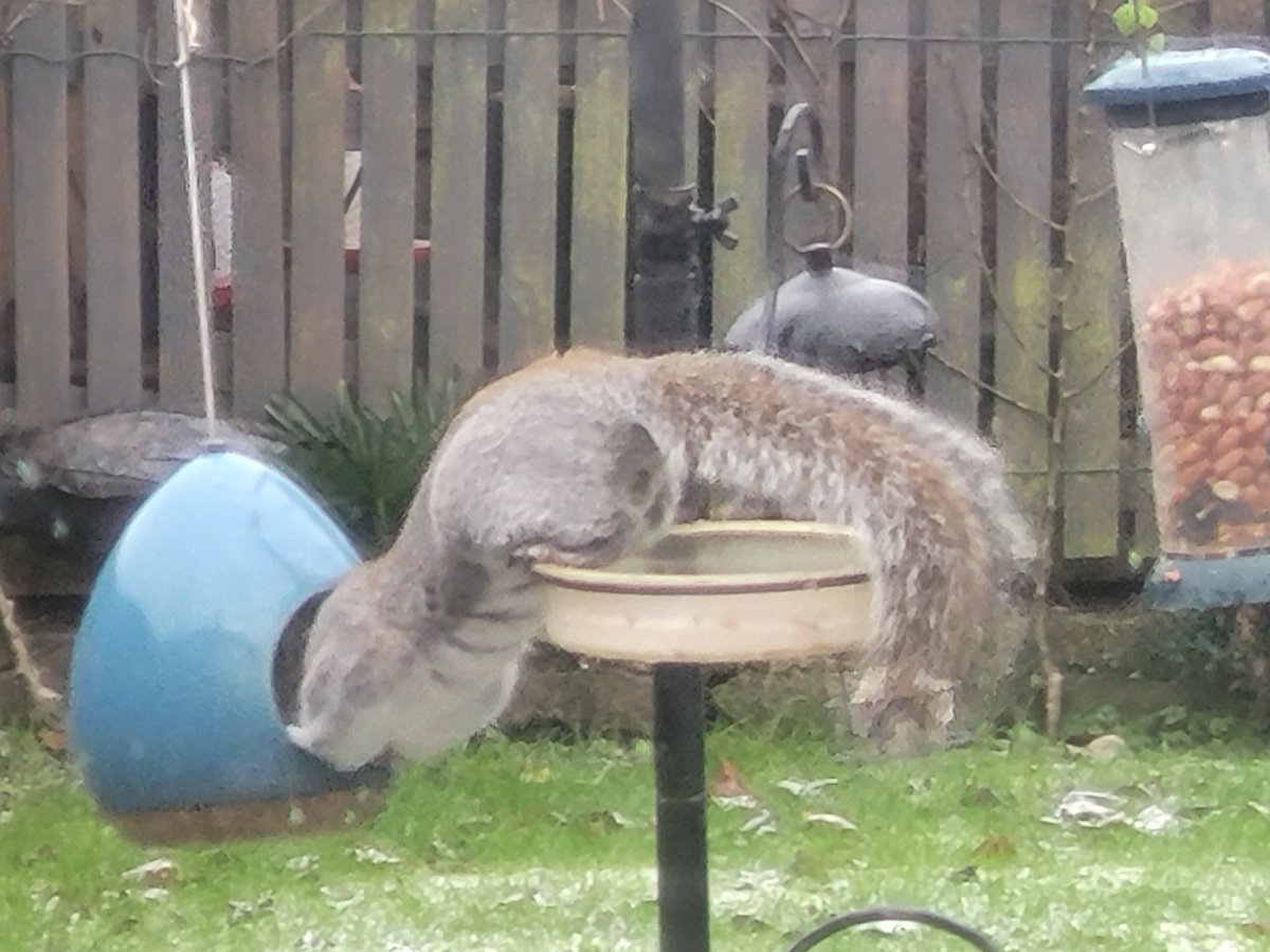 Here's me thinking I was feeding a flock of very hungry Robins, it would appear we have other guests in the garden - to be fair it's quite nice to watch their aerobatics!