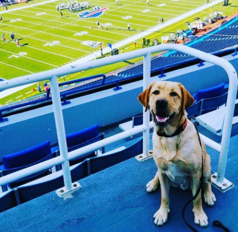 Meet K9 Danny of Erie County Sheriff’s Office. K9 Danny is ATF-trained in explosives detection. He received initial training through the Puppies Behind Bars program. They are certified and trained by ATF to find explosives and firearms-related evidence. atf.gov/about/explosiv…