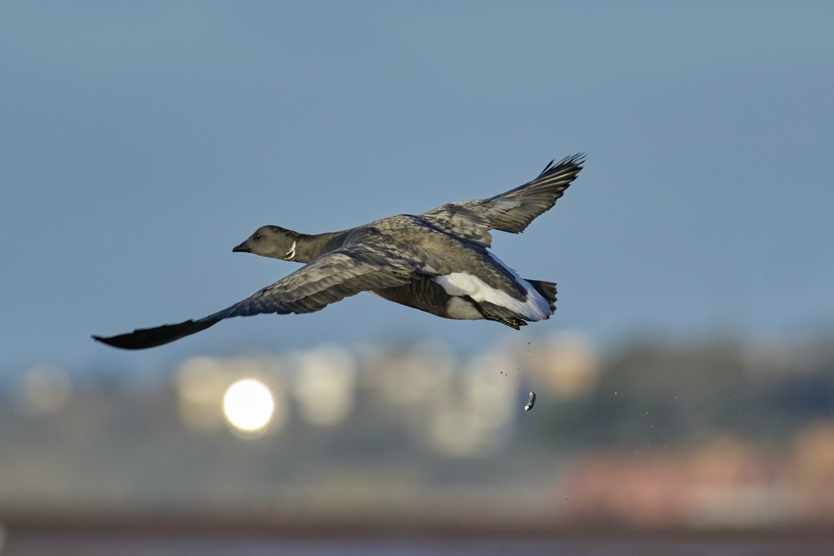 Bombs away! 💩 hahaha
#omsystem #om1 #mzuiko300mmf4 #breakfreewitholympus #photography #wildlifephotographer #birdphotography #sandisc #photo #photoshoot #devonlive #devon #devonphotographer #brent #brentgoose #jurrasiccoast #exeter #exmouth @DevonBirds