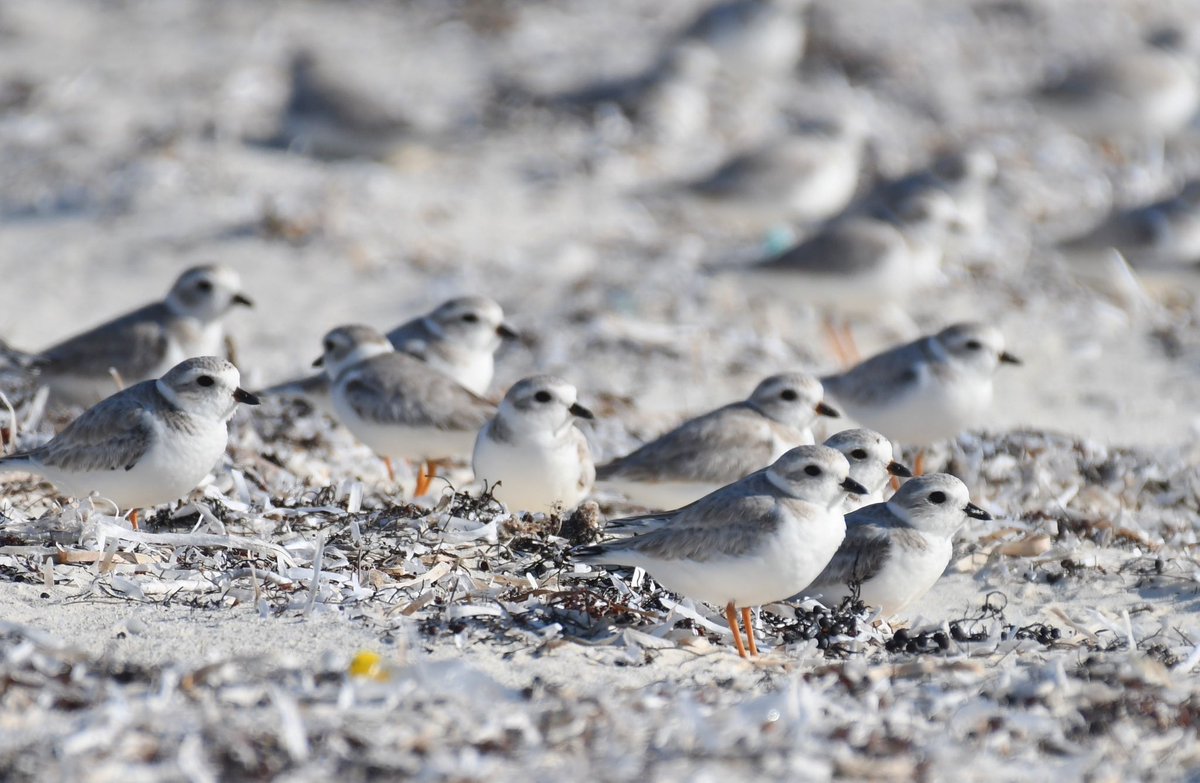 The Bahamas is one of the most important wintering ranges for Piping Plovers. Last week, we took part in the 2023 @birdscaribbean #caribbeanwaterbirdcensus to help count them! Understanding population dynamics helps to identify how the overall pop. is doing. #protecttheplovers