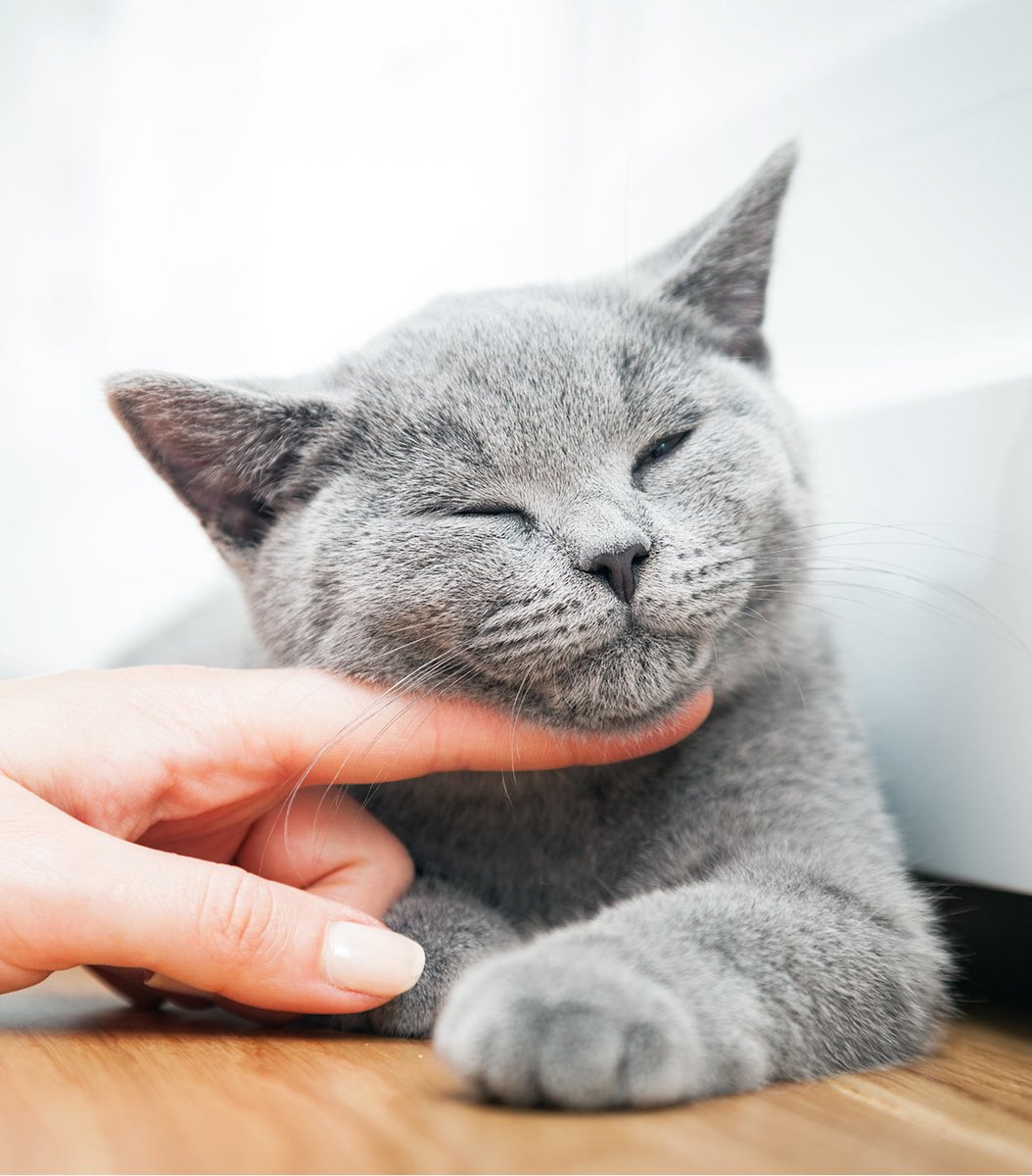 HuffHuffHuff2's tweet photo. 5 tips to know if your cat is happy:
- Purring 
- Kneading (making biscuits) 
- Drooling 
- Playfulness 
- Slow blinks 

#happycathappylife #pets #cat #animals #happy #healthy #purring https://t.co/7l2lVsIeyE