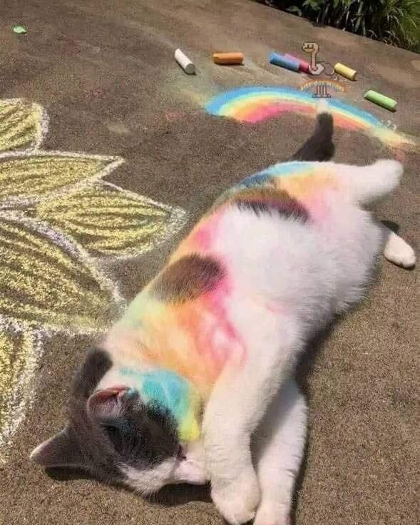 DrMenes's tweet image. NOVO MENE: O gato RGBTQMia+

 #sitedosmenes #menes #lgbt #cats