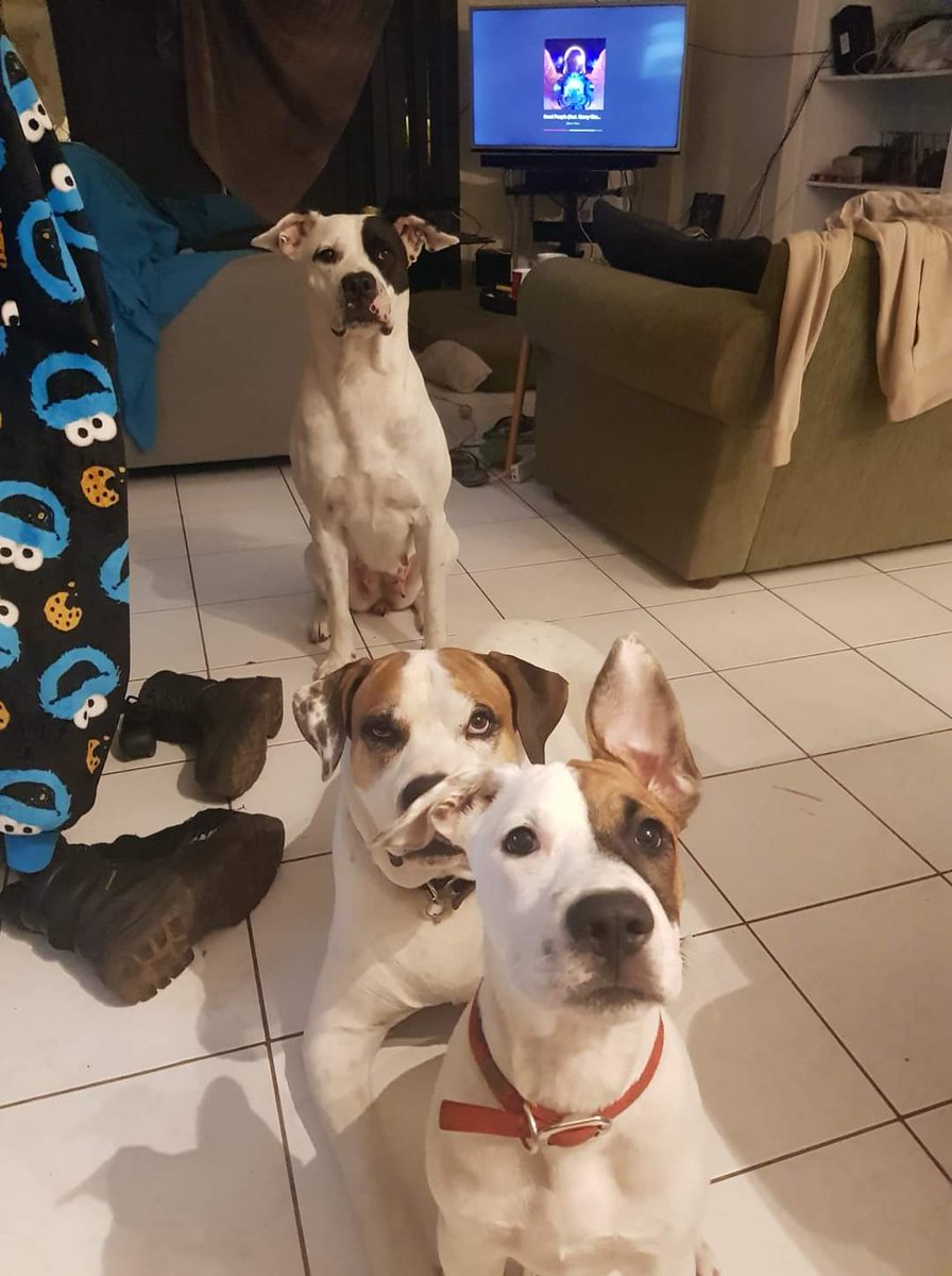 Nickster_CBK's tweet photo. @Ms_Cybil My 3 fur babys never a dull moment with this little family of course K9s the star... https://t.co/1AM0Gp84B9