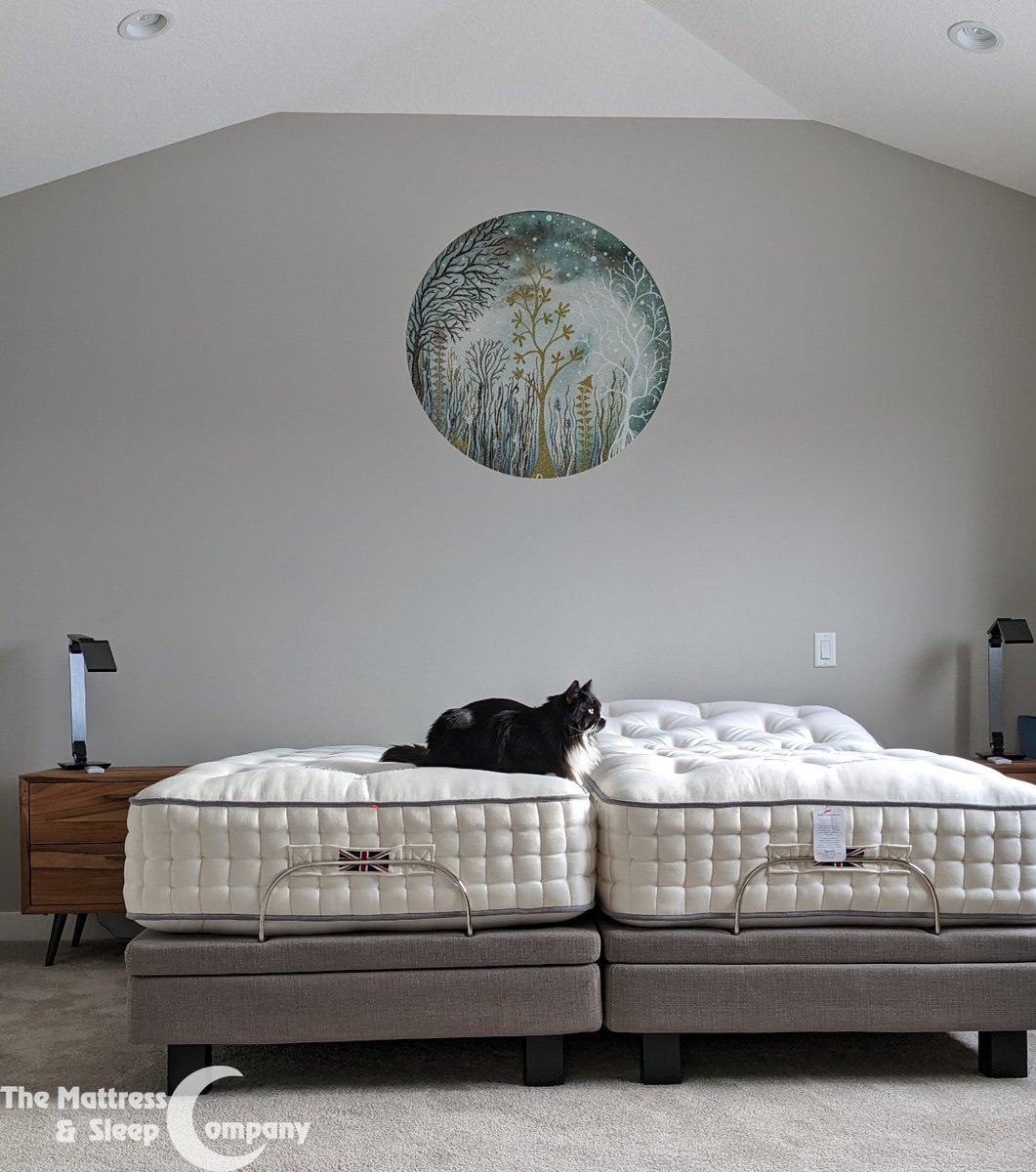 sleepcompany's tweet photo. @Harrison Spinks Northumberland mattresses paired with @Ergomotion 390 adjustable bases. Shown here with Tuxi, the Siberian Forest Cat, who has set up shop and isn't leaving. 😺 https://t.co/d6xpiSgocL