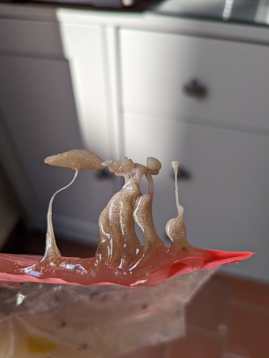 paucasdo's tweet photo. Hola @Fungi_Cosas mira lo que creció en el slime de mis hijas.. solo tiene la forma de hongos pero siguen siendo de slime. https://t.co/RKb2qkt5xw