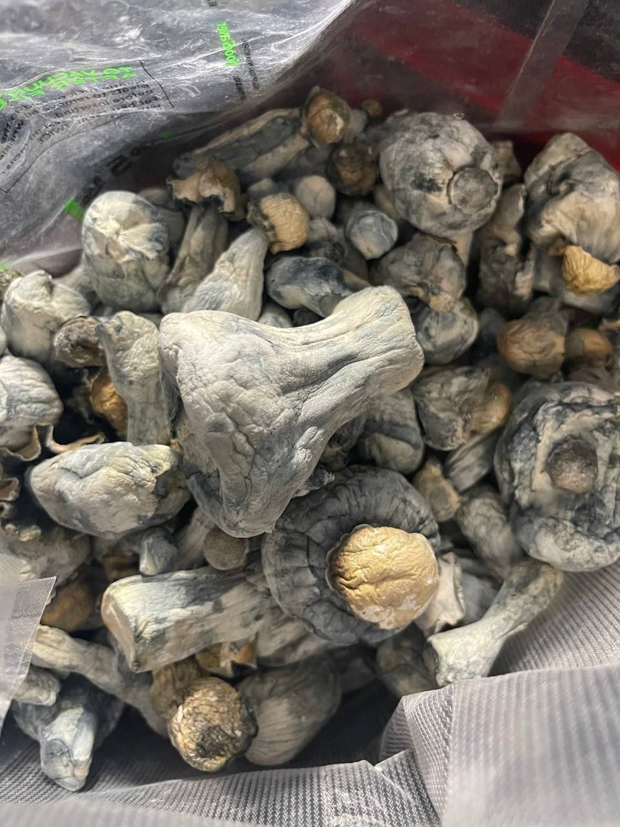 SHROOMS🍄 🅿️🔥