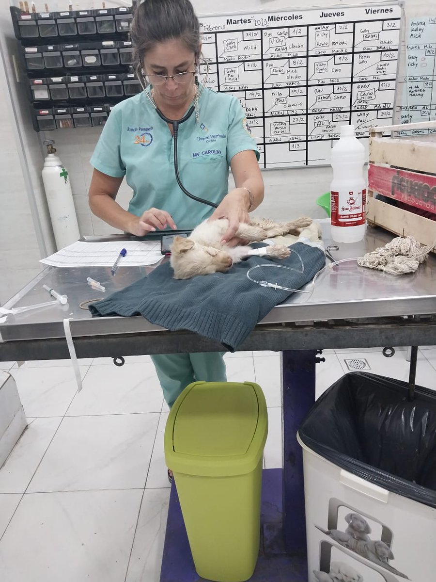 Nos dejaron este cachorrito en el edificio.
Está grave, le pusieron ipoglucemia por que ya  estaba por morir.
La consulta y el día de interacción hoy sale 11.000 y cada día 7 mil. 
Necesitamos ayuda! 
CBU: 0000003100041045103884
<a href="/VivireNuevaCba/">VivirenNuevaCórdoba®</a>
<a href="/patitasdelsurr/">Patitas del Sur🐾</a> 
Porfa difundir!