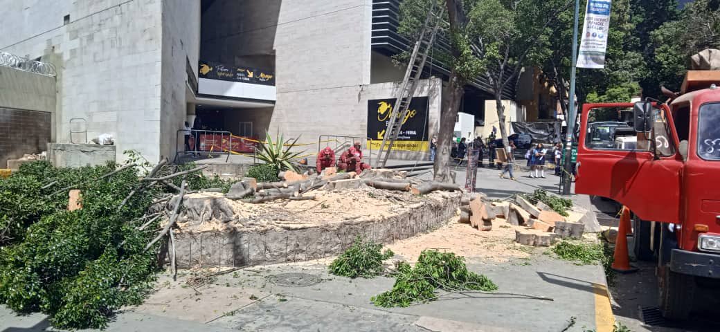 PlantadosCCS's tweet photo. Esta vez fueron los de @metro_caracas quienes nos restaron árboles. Afuera de la estación Los Dos Caminos.

¿Y si en vez de eliminar árboles ponen a funcionar las escaleras mecánicas? https://t.co/AjwwuIrpzx