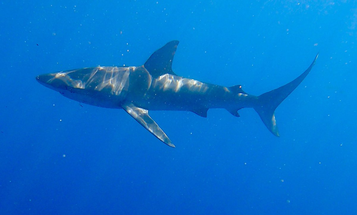 JennaCSharp's tweet image. Crazy last week I was swimming with Sharks and in Oahu with my hubby &amp;amp; baby boy. Now I’m back in the freezing cold 🥶