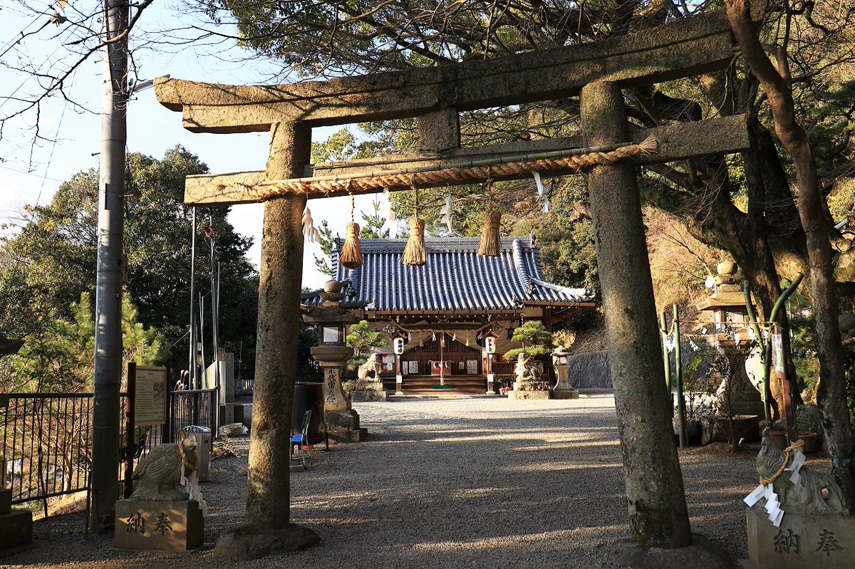NaraYukimaru's tweet image. 羽色が綺麗な玉祖（たまのおや）神社の長鳴鶏（ながなきどり）。
鳴き声で天の岩屋戸を開け天照大神を呼び出したという伝説の鶏です。
＃玉祖神社　＃長鳴鶏
