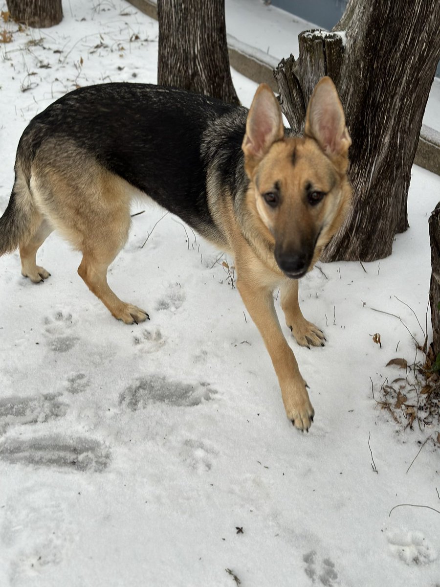 leahlea19's tweet photo. Jolene Louise is loving the “#snowday” @wfaa @wfaaweather https://t.co/RQkS7KicgT