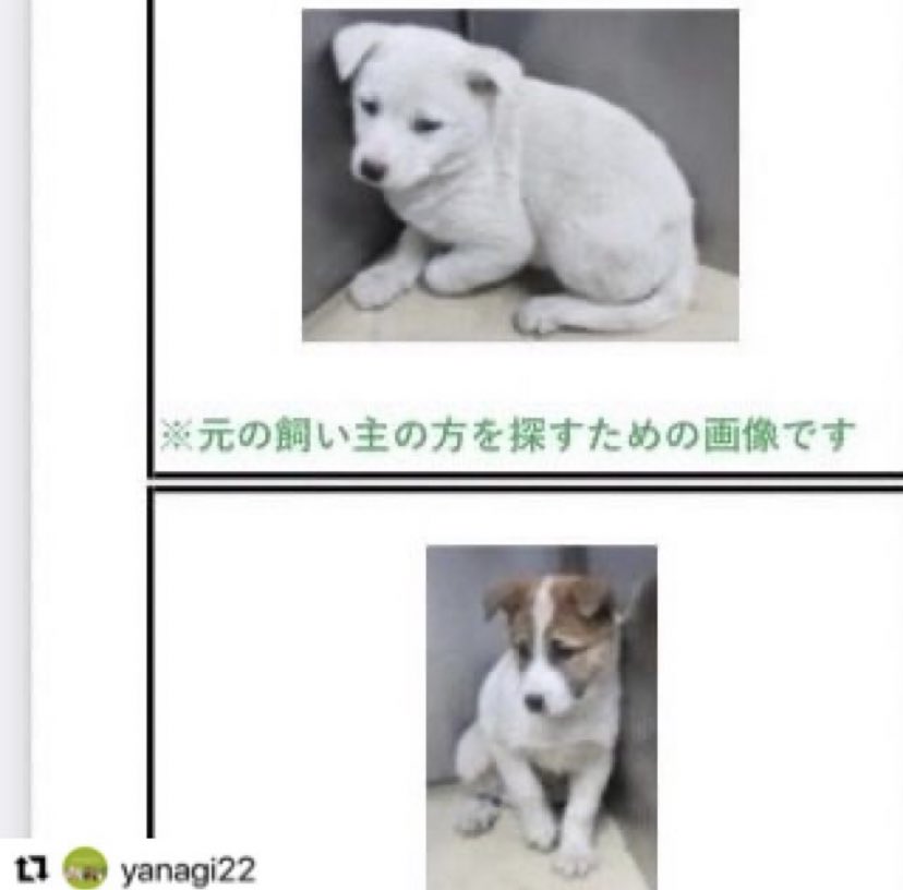 ms_vif's tweet photo. 🆘1/30殺処分場輸送🆘まだあどけない子供のこの子たち。譲渡不適合となり殺処分場輸送中だそうです。今なら間に合うかも💦声がかからなければ煙になります。時間がありません😢この子達が何かしたのですか？生きる事は罪ですか？どうか助けて下さい😣#拡散希望　#保護犬　#殺処分　#犬　#香川県 https://t.co/SSh8hv5Zyz