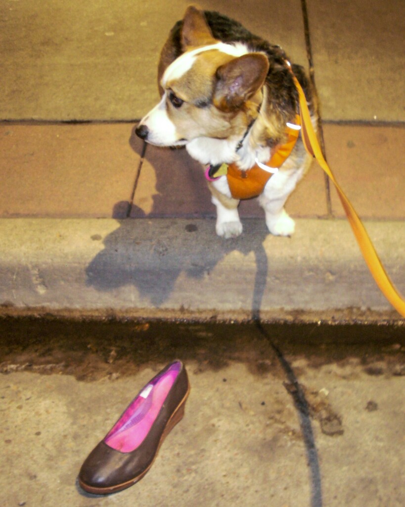 DenverDigicams's tweet photo. Corgi and shoe … a mystery.
Captured with a 6-megapixel Nikon CoolPix L11 digital point and shoot camera (March 2007)
…
#DigiCam #CompactDigitalCamera #PointAndShoot #PointAndShootDigitalCamera #6megapixel #Nikon #CoolPix #CoolPixL1 #NikonCoolPixL11 … https://t.co/LCxTmPZs2V https://t.co/swIizfaxdF