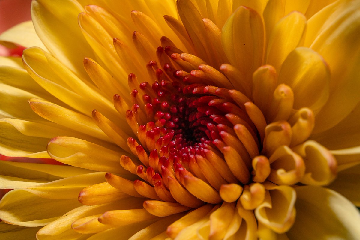 grocery store flower. #macro #macrophotography #photography #abstract #GodoxGlobal 
@MacroHour @LensAreLive @ThePhotoHour